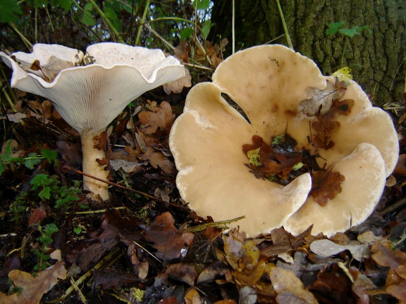 Clitocybe geotropa (door Gert Immerzeel)