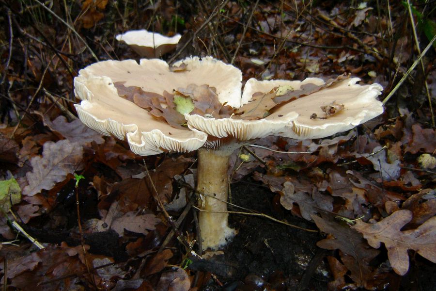 Clitocybe geotropa (door Gert Immerzeel)