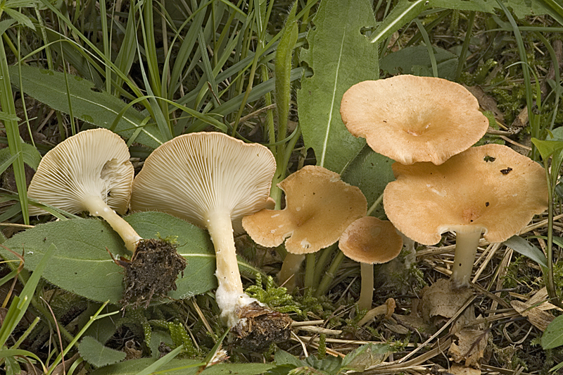 Clitocybe gibba (door Nico Dam)