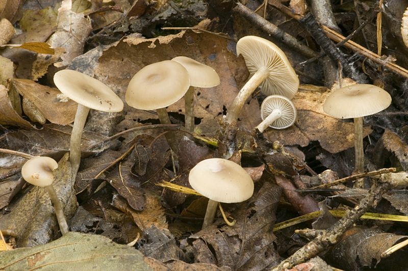 Clitocybe metachroa var. metachroa (door Nico Dam)