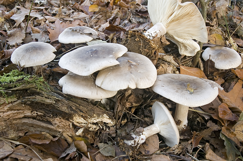 Clitocybe nebularis var. nebularis (door Nico Dam)