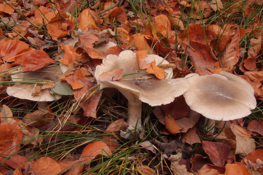 Clitocybe nebularis (door Aldert Gutter)