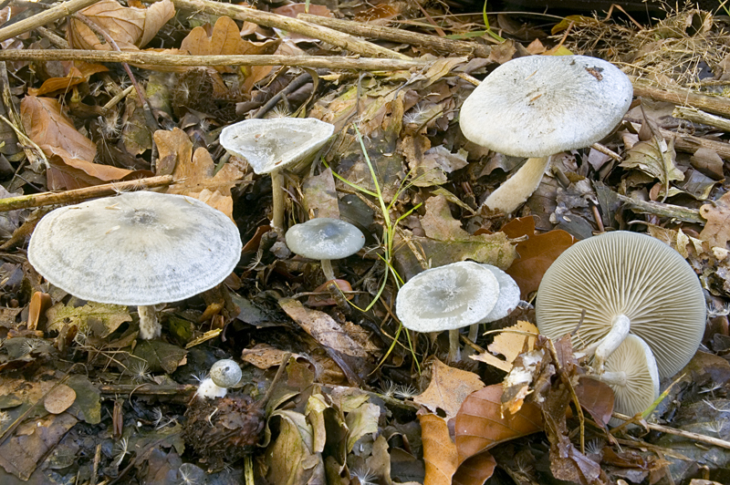 Clitocybe odora (door Nico Dam)