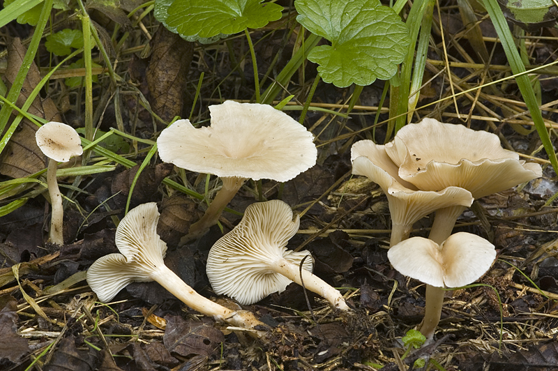 Clitocybe phaeophthalma (door Nico Dam)