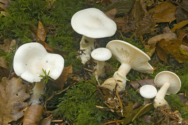 Clitocybe phyllophila (door Nico Dam)