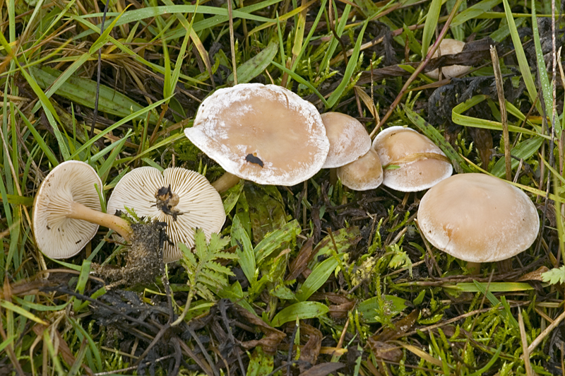 Clitocybe rivulosa (door Nico Dam)