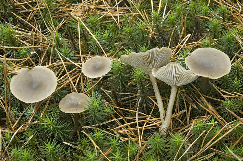 Clitocybe vibecina (door Nico Dam)