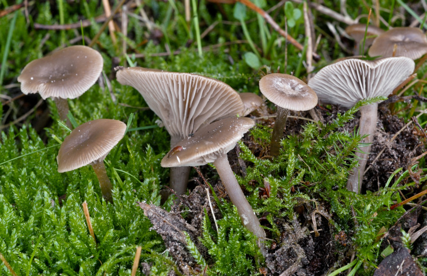Clitocybe vibecina (door Eline Vis)