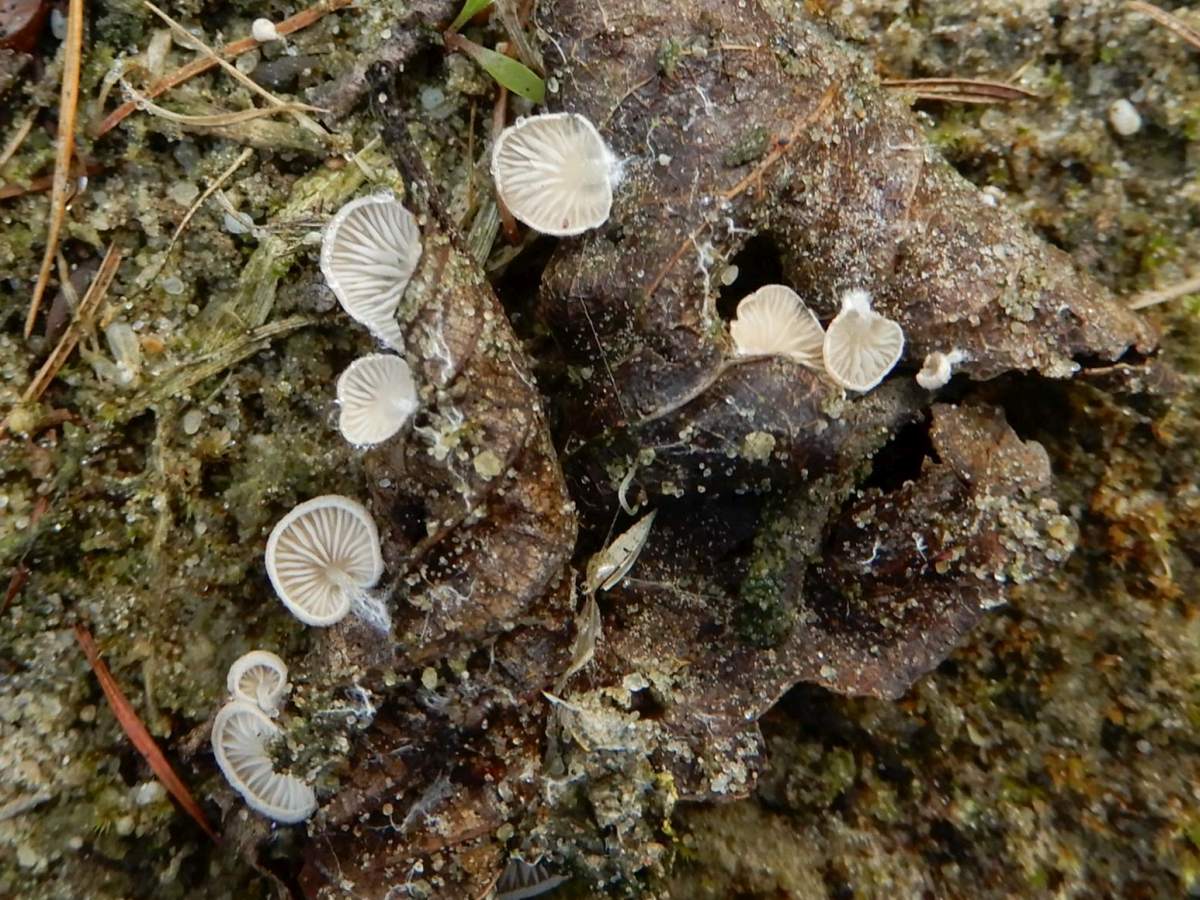Clitopilus hobsonii (door Marian Jagers)