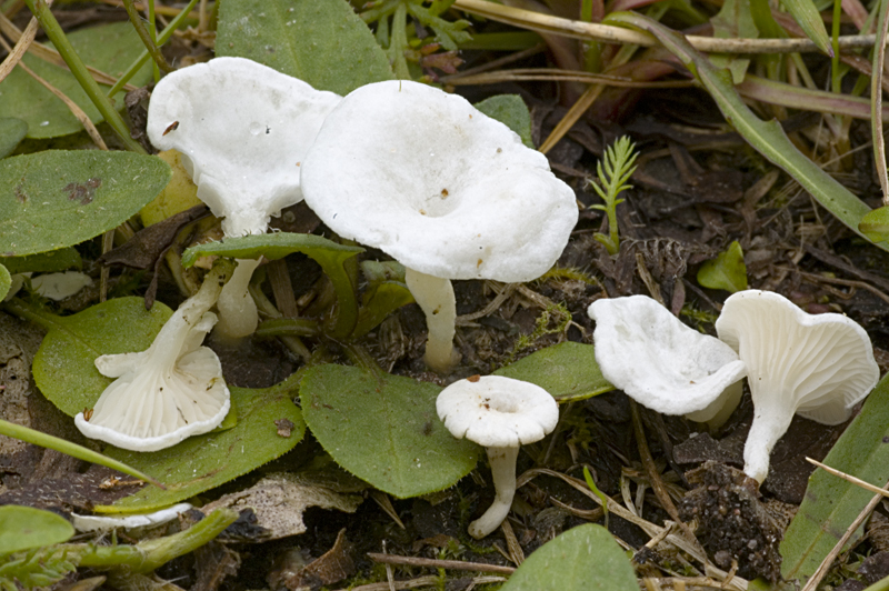 Clitopilus scyphoides var. scyphoides (door Nico Dam)