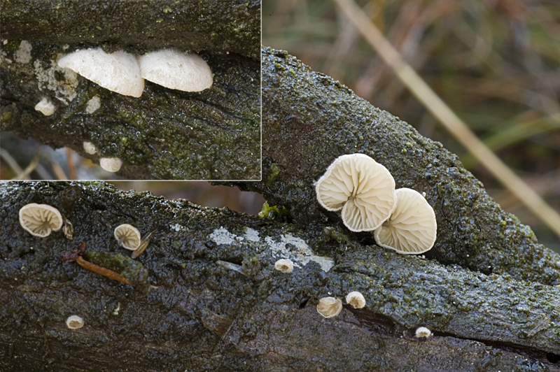 Clitopilus hobsonii (door Nico Dam)