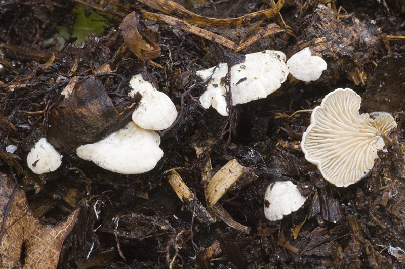 Clitopilus passeckerianus (door Nico Dam)