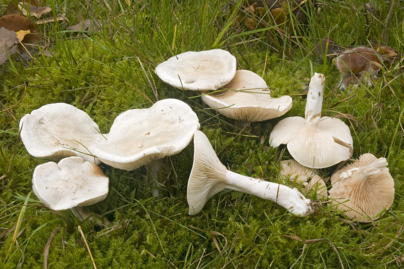 Clitopilus prunulus (door Nico Dam)