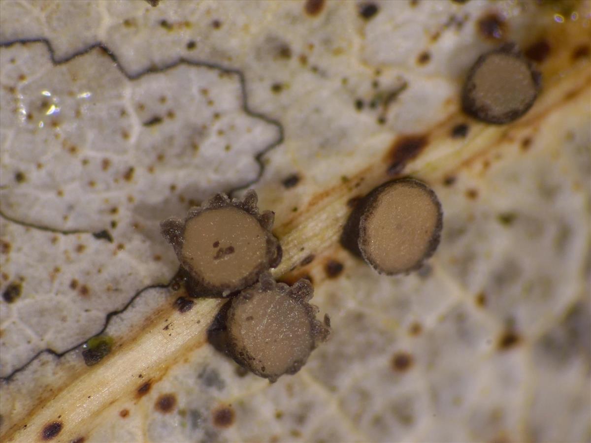 Coccomyces tumidus (door Marian Jagers)