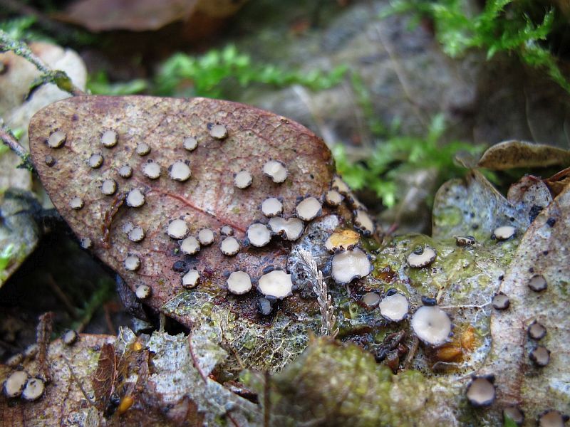 Coccomyces tumidus (door Marian Jagers)