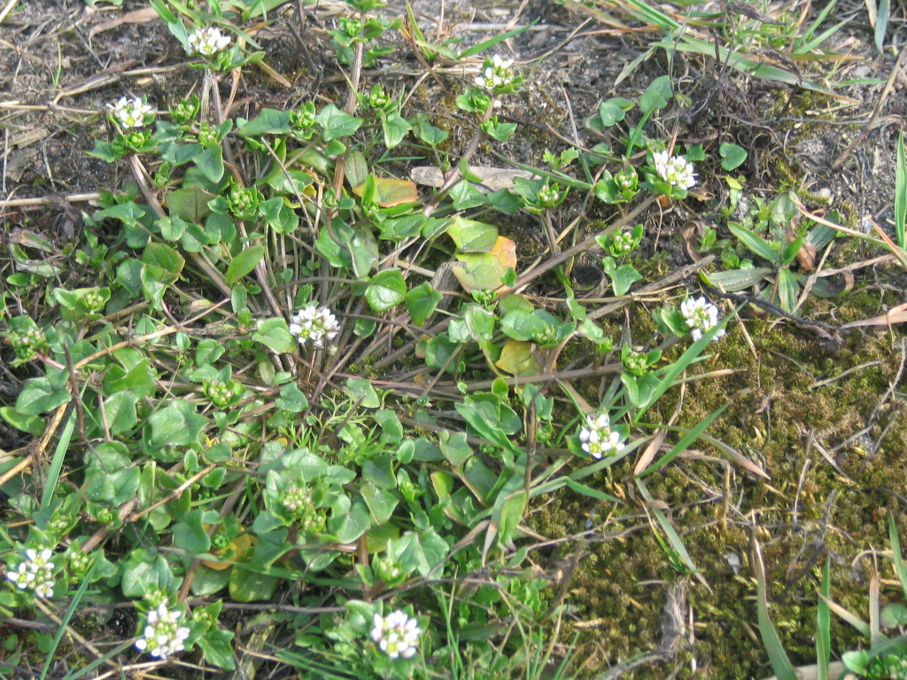 Cochlearia danica (door Pieter Stolwijk)