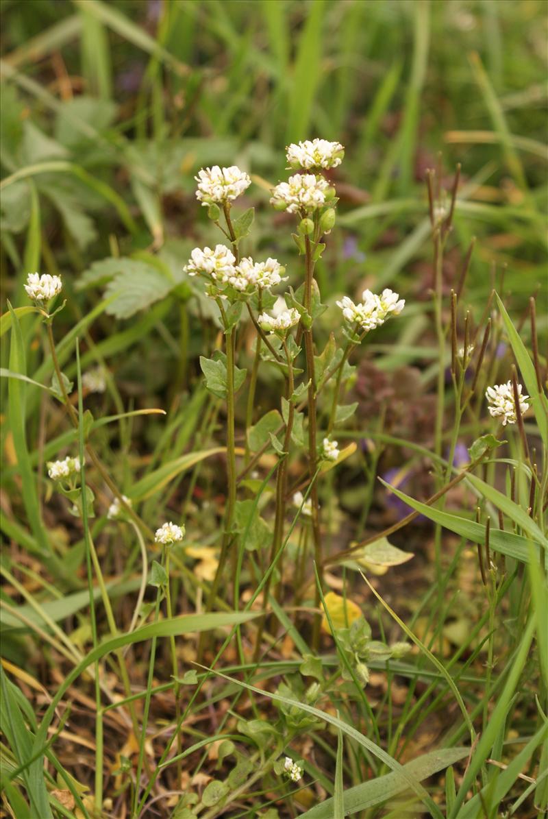 Cochlearia danica (door Adrie van Heerden)