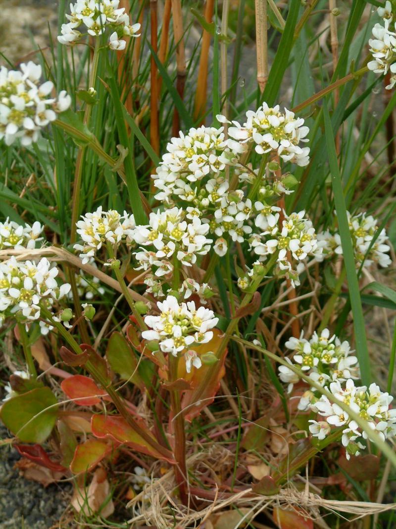 Cochlearia officinalis (door Adrie van Heerden)