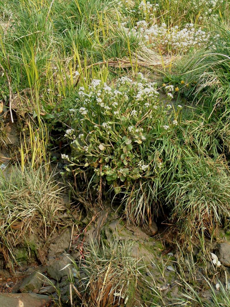 Cochlearia officinalis WEG (door Adrie van Heerden)