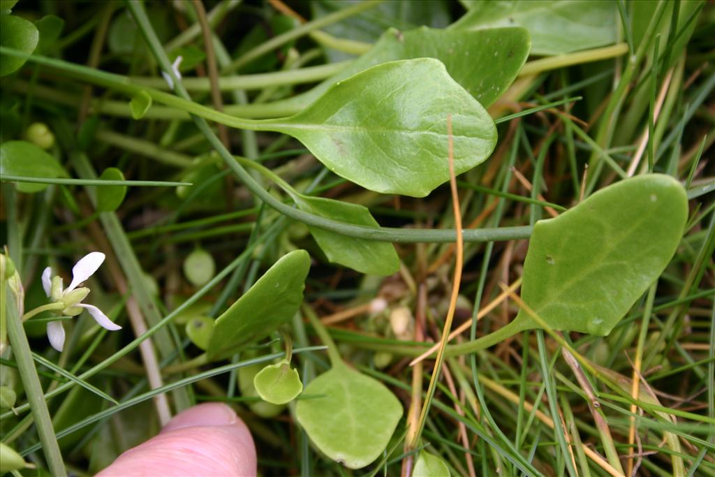 Cochlearia anglica (door Niels Jeurink)