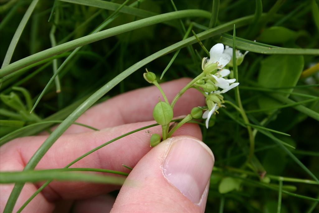 Cochlearia anglica (door Niels Jeurink)