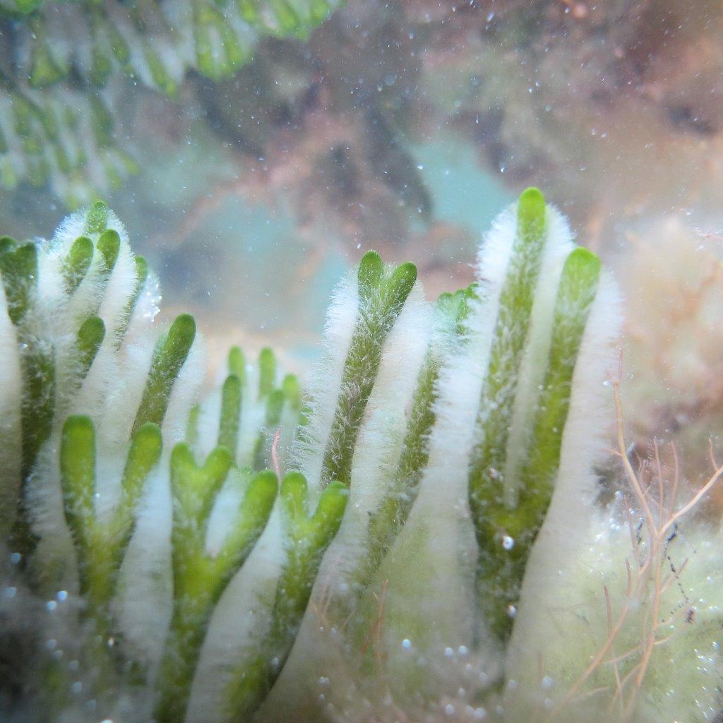 Codium fragile (door Mart Karremans)