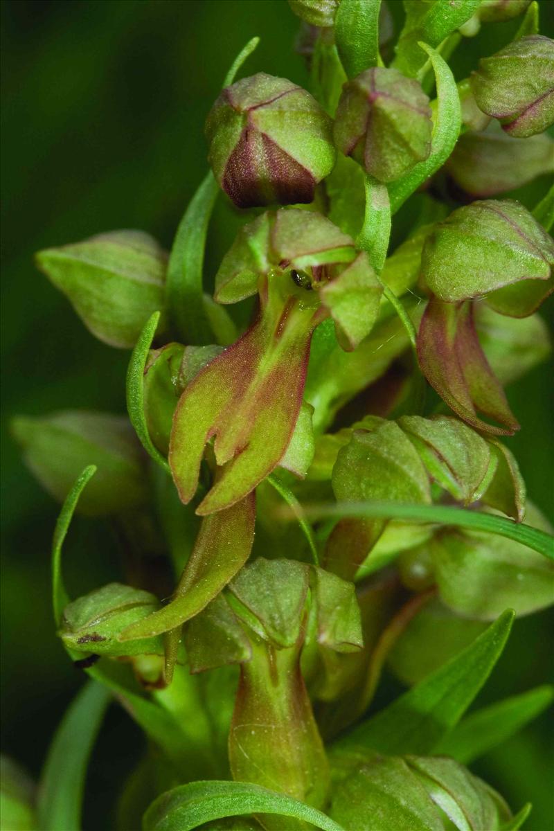 Dactylorhiza viridis (door C.A.J. Kreutz)