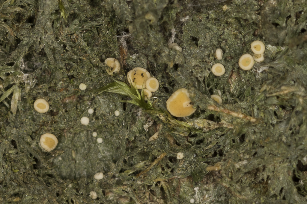 Coenogonium luteum (door Paul Schrama)