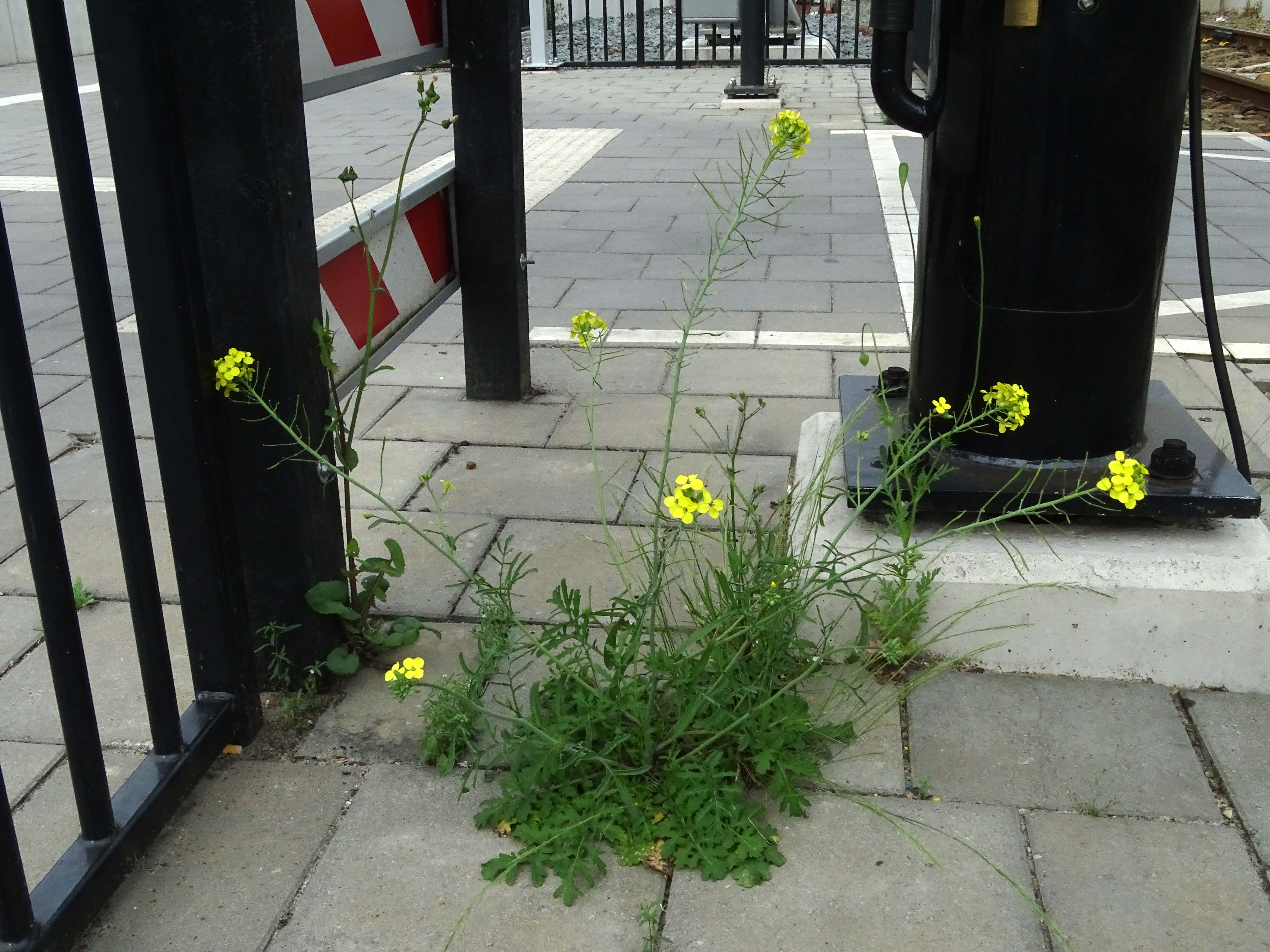 Coincya monensis subsp. cheiranthos (door Lieuwe Haanstra)