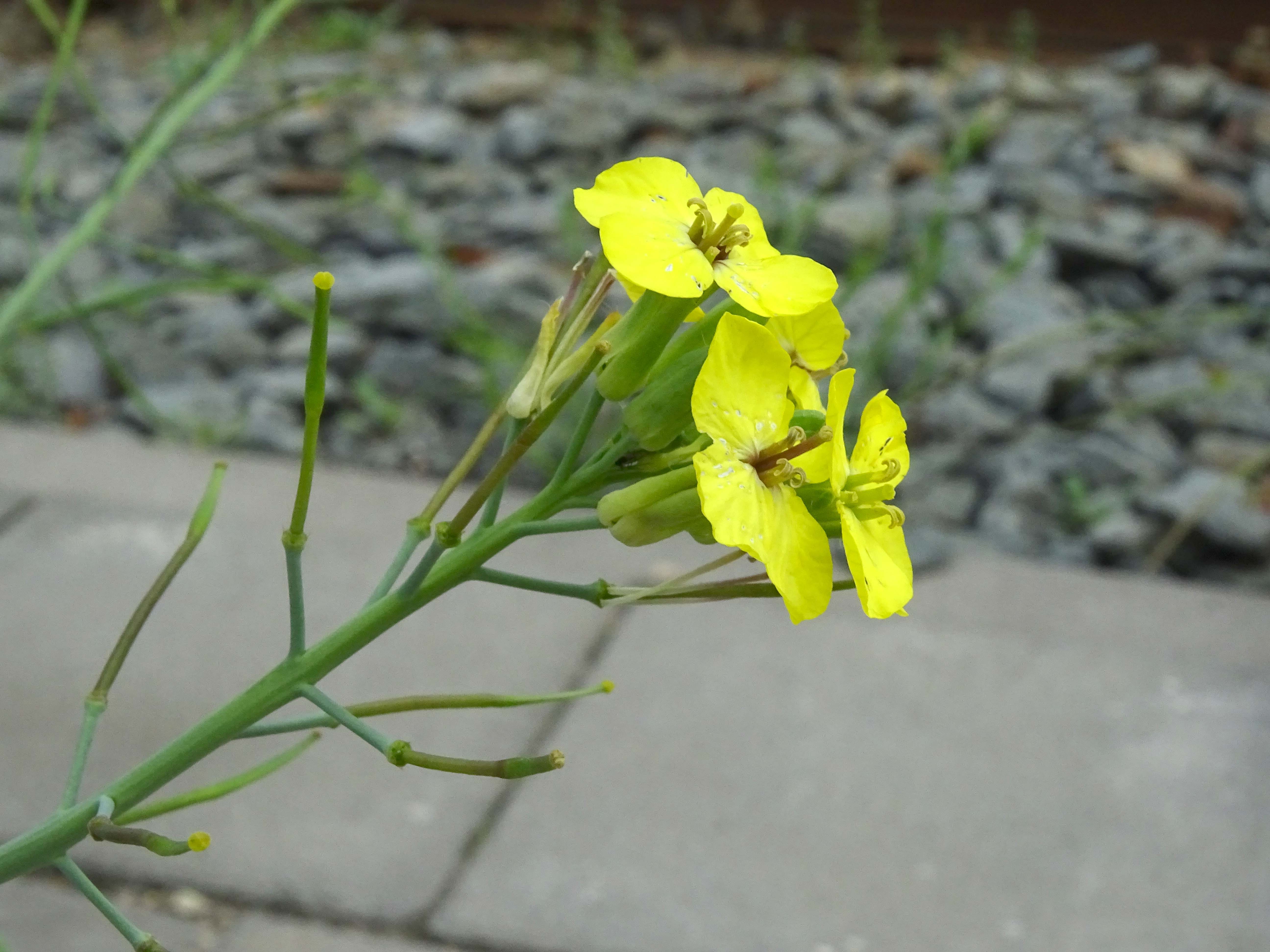 Coincya monensis subsp. cheiranthos (door Lieuwe Haanstra)