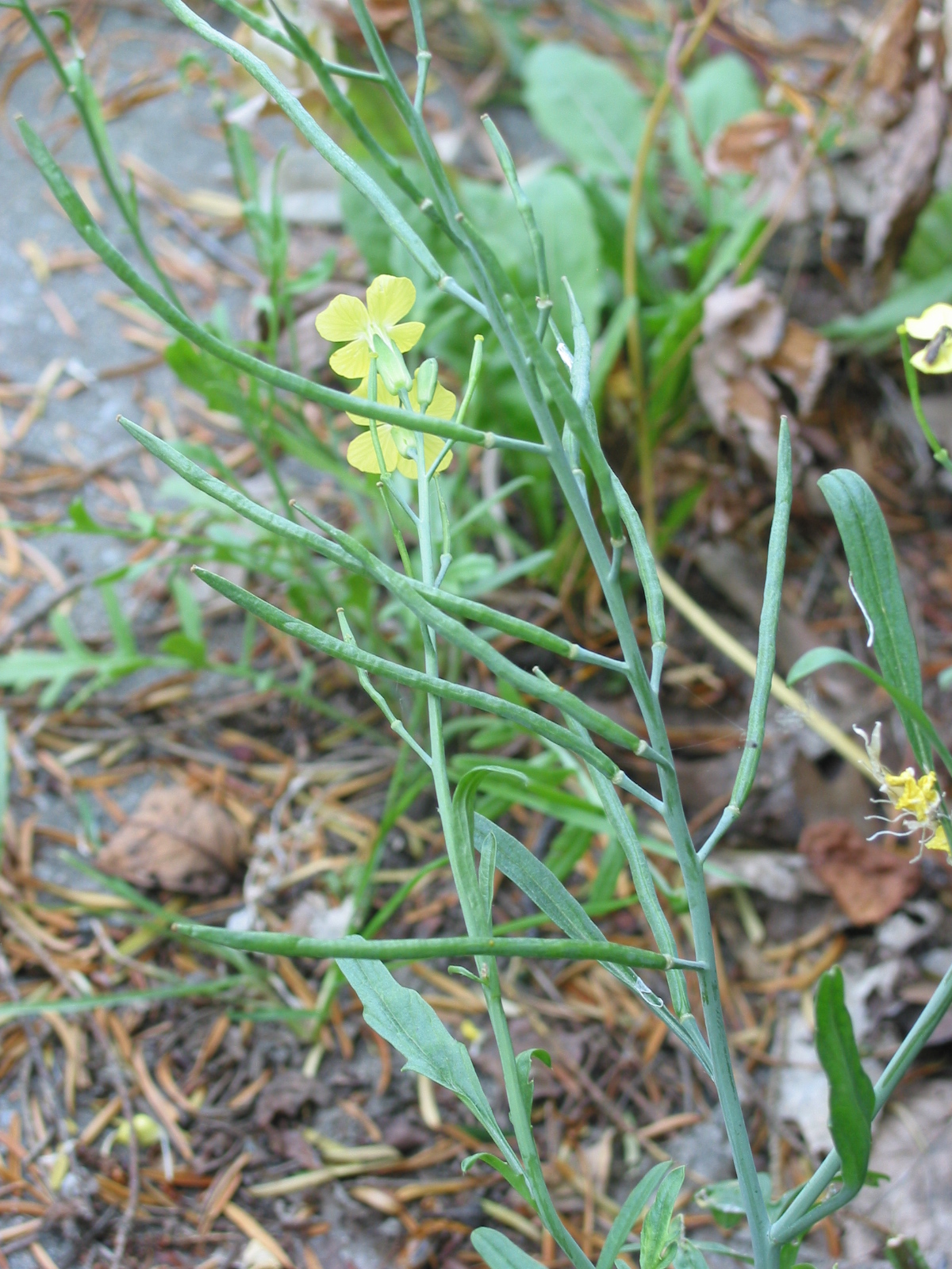 Coincya monensis subsp. cheiranthos (door Gertjan van Mill)