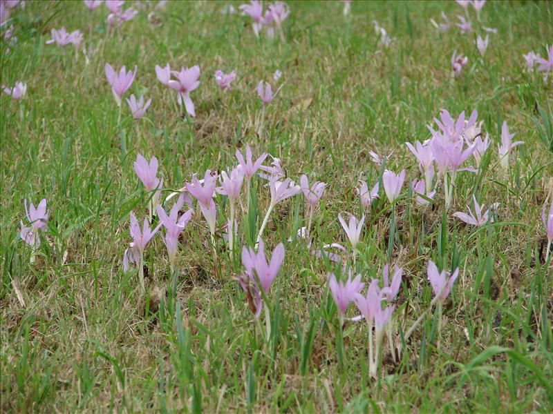 Colchicum autumnale (door Adrie van Heerden)