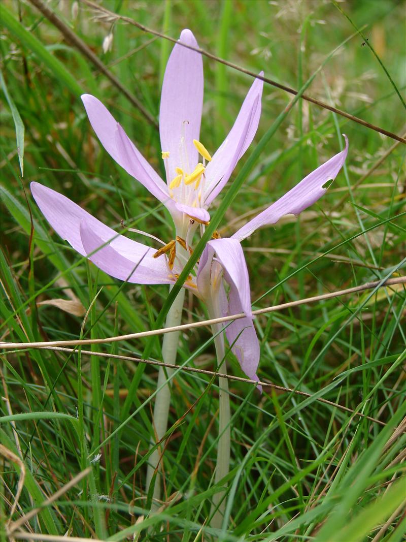 Colchicum autumnale (door Adrie van Heerden)