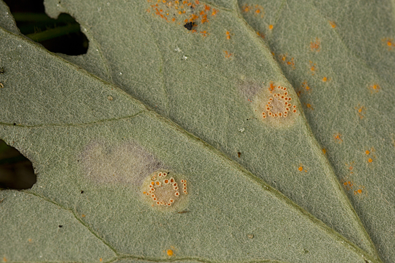 Coleosporium tussilaginis (door Menno Boomsluiter)