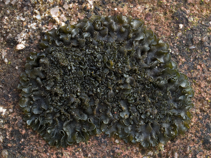 Blennothallia crispa (door Bart Horvers)