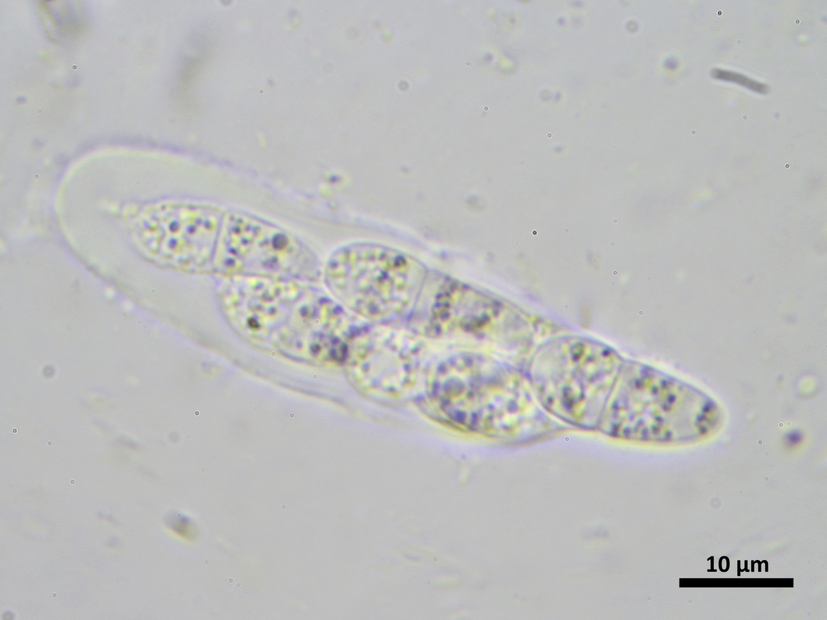 Collemopsidium foveolatum (door Henk-Jan van der Kolk)