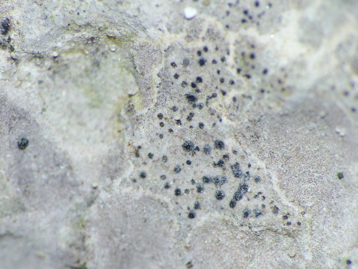 Collemopsidium foveolatum (door Henk-Jan van der Kolk)