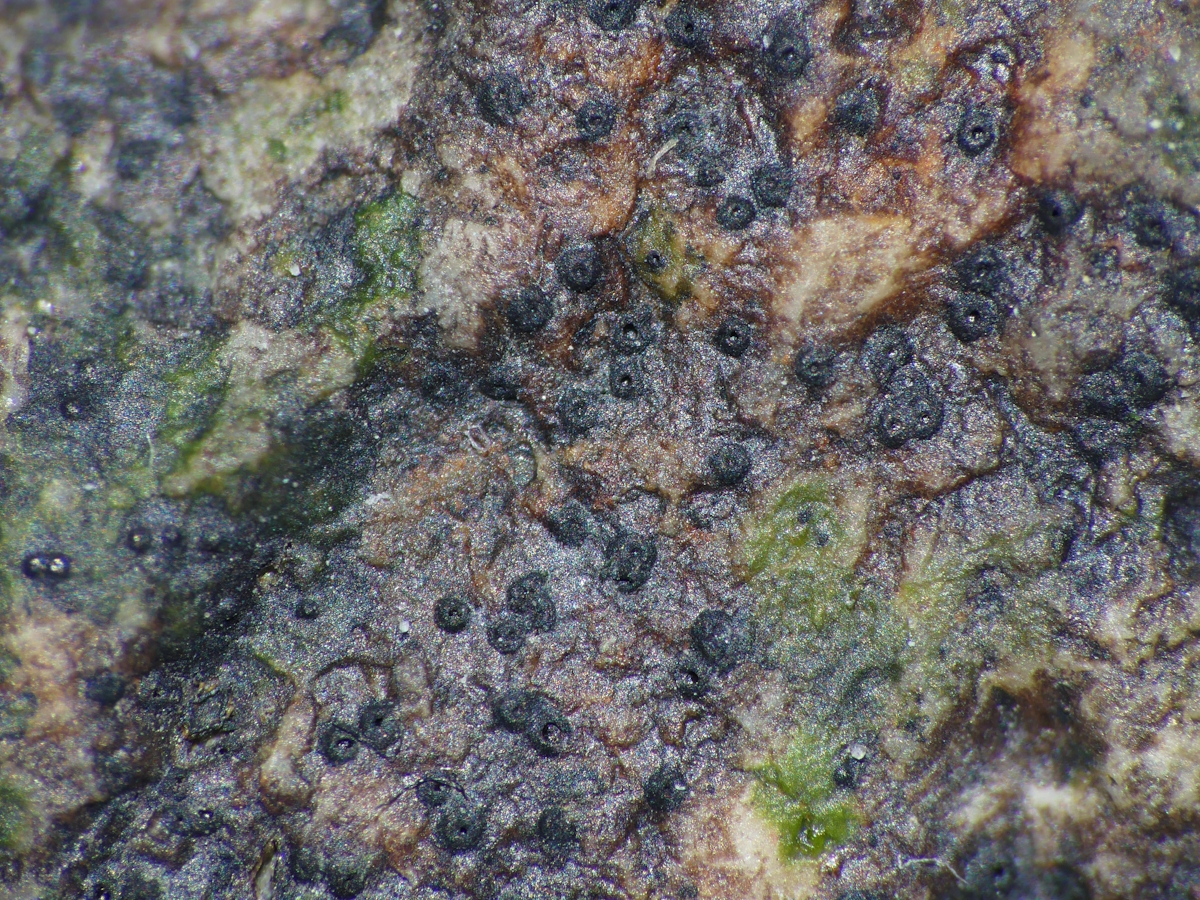 Collemopsidium halodytes (door Henk-Jan van der Kolk)