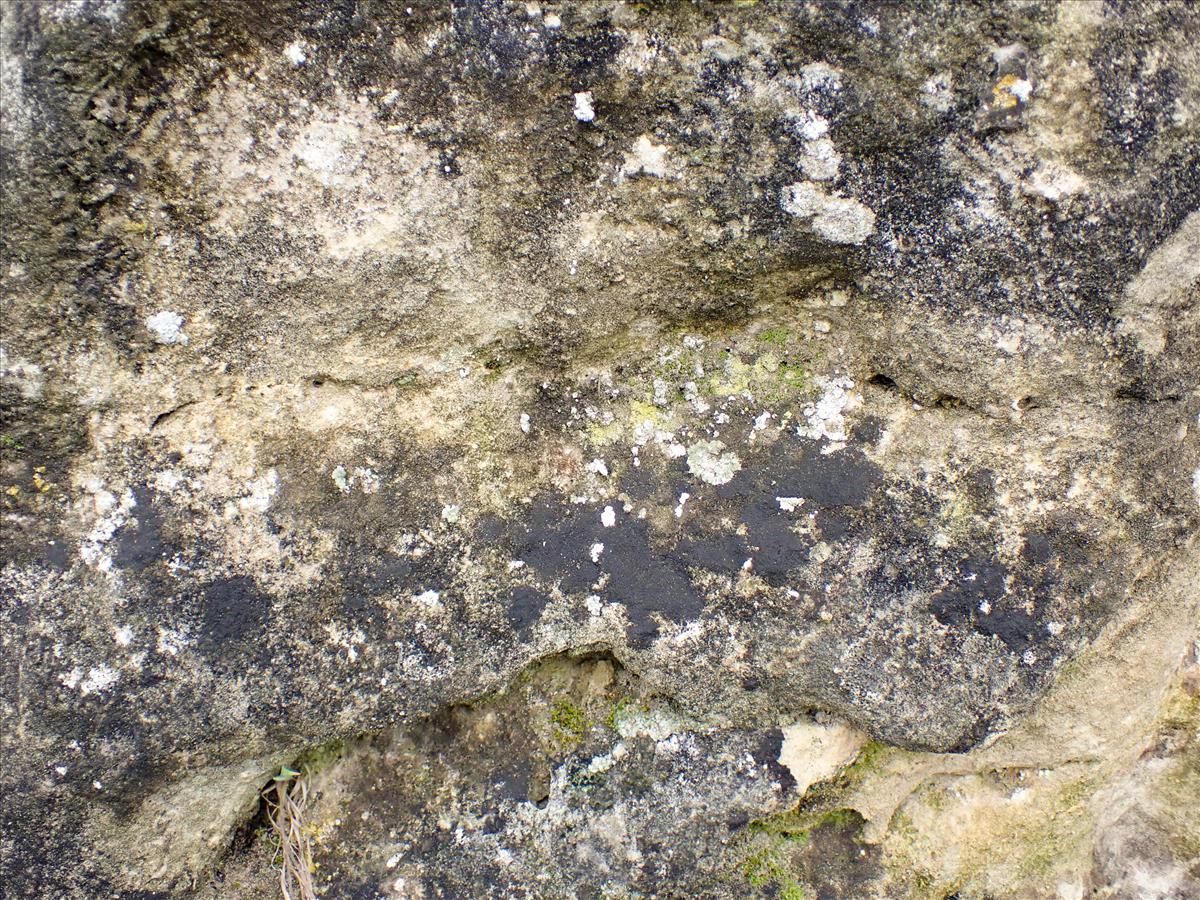 Collemopsis schaereri (door Arne van Wingerden)