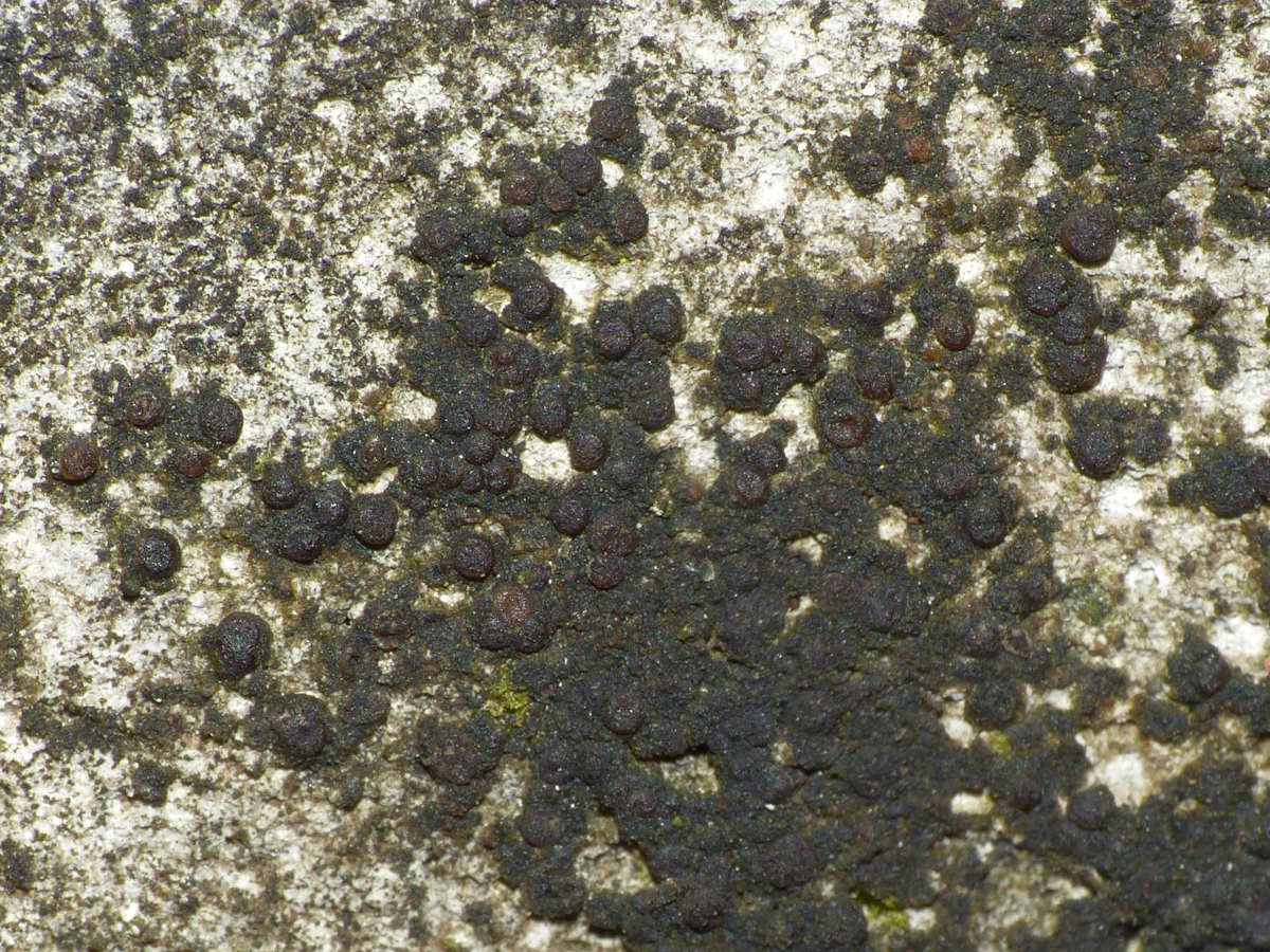 Collemopsis schaereri (door Henk-Jan van der Kolk)
