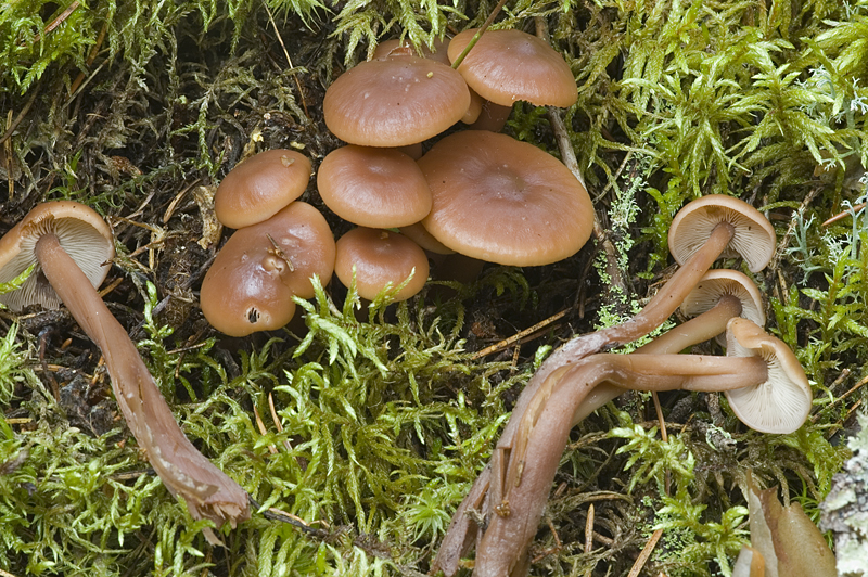 Gymnopus acervatus (door Nico Dam)