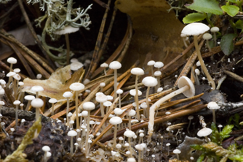 Collybia cirrata (door Nico Dam)