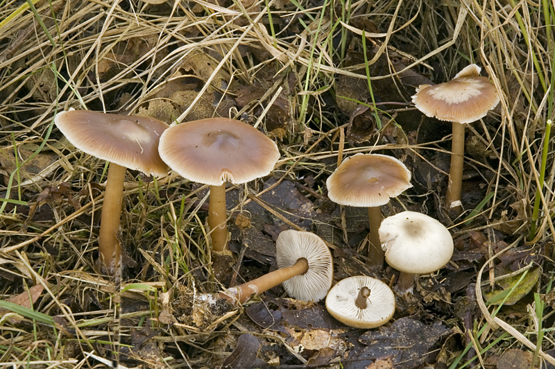 Rhodocollybia butyracea f. asema (door Nico Dam)