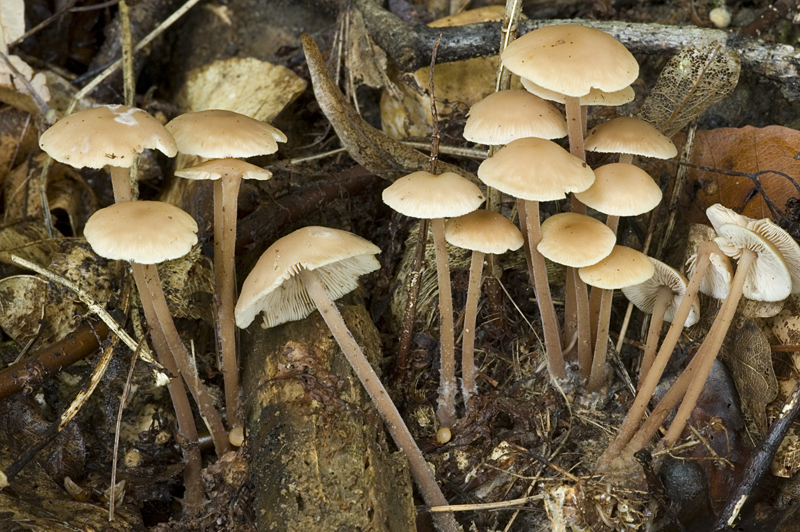 Gymnopus confluens (door Nico Dam)