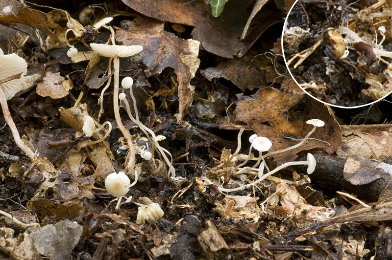 Collybia cookei (door Nico Dam)