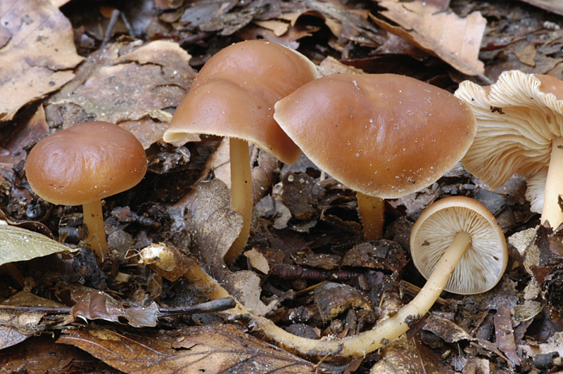 Gymnopus dryophilus (door Nico Dam)