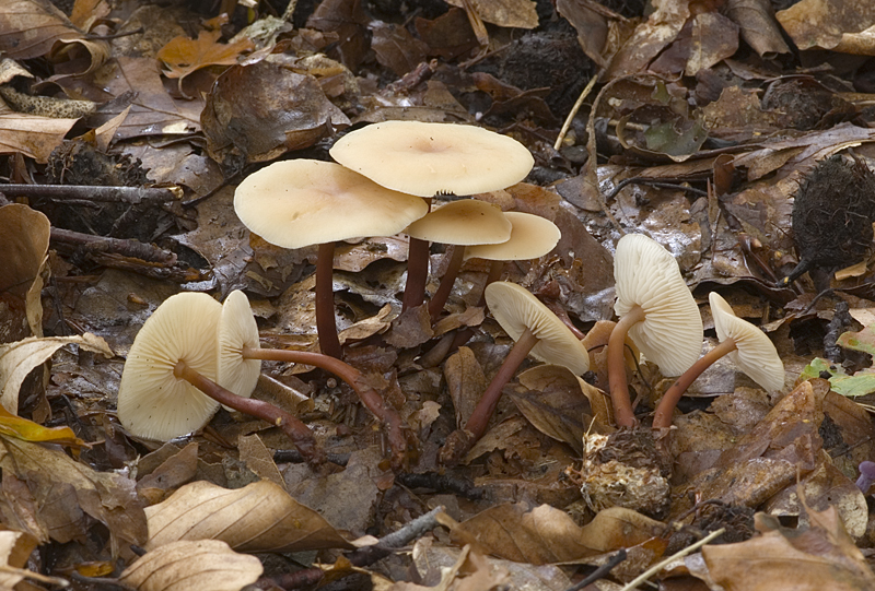 Gymnopus erythropus (door Nico Dam)