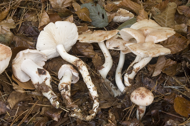 Rhodocollybia maculata var. maculata (door Nico Dam)