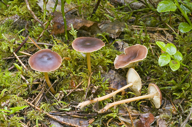 Gymnopus ocior (door Nico Dam)