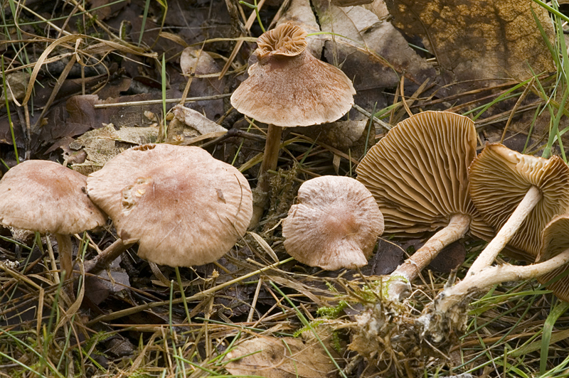 Gymnopus peronatus (door Nico Dam)